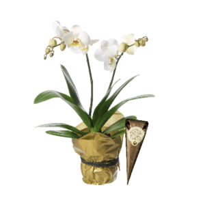 Plantering med vit Phalaenopsis plus en strut choklad.