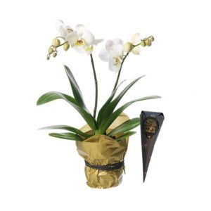 Vit Phalaenopsis-orkidéplantering, inslagen i silkespapper. Plus en strut med chokladpraliner. Finns att beställa som blommogram hos Interflora, en av våra största blomsterförmedlare på nätet.