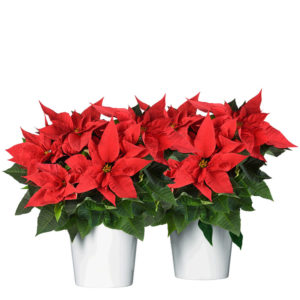 Två röda julstjärnor i vita krukor. Obs: du kan välja att skicka en julstjärna också!Beställ blommorna online hos Interflora - skicka dem med bud!
