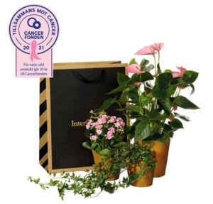 Presentpåse med tre krukväxter; en anthurium, en våreld och en murgröna. Beställ presentsetet i Interfloras e-shop - skicka med blommogram!